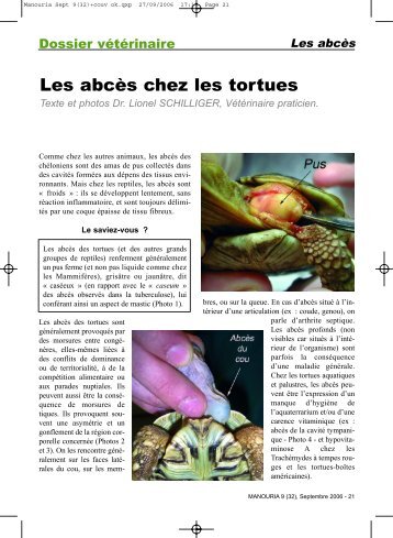 Les abcÃ¨s chez les tortues - Clinvet - Village d'Auteuil