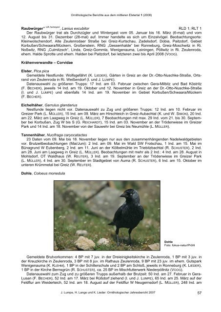 Ornithologische Berichte aus dem mittleren Elstertal