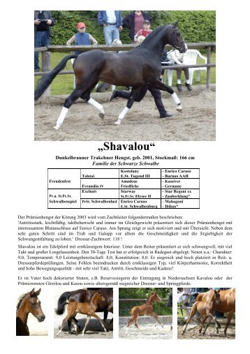 „Shavalou“ - Trakehner Gestüt Hämelschenburg