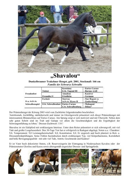 „Shavalou“ - Trakehner Gestüt Hämelschenburg