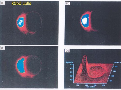 Fluorescence Lifetime Imaging Microscopy Microscopy [FLIM]