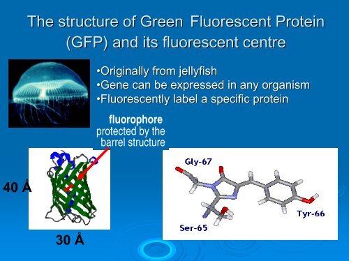 Fluorescence Lifetime Imaging Microscopy Microscopy [FLIM]