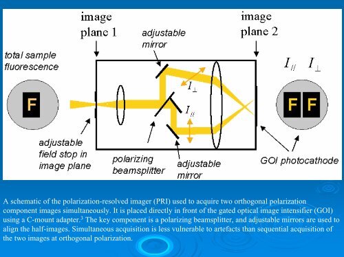 Fluorescence Lifetime Imaging Microscopy Microscopy [FLIM]