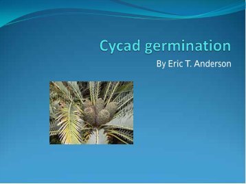 Cycad germination