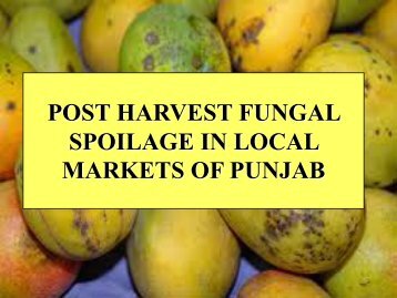 post harvest fungal spoilage in local markets of punjab