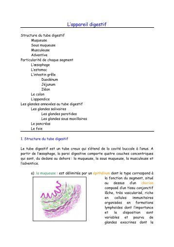 L'appareil digestif