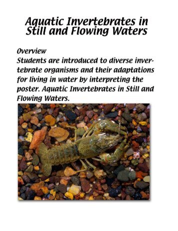 Aquatic Invertebrates in Still and Flowing Waters
