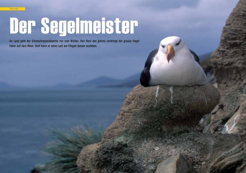 Schwarzbrauenalbatross - Der Segelmeister - Polar-Reisen.ch