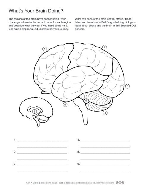 Ask A Biologist - What's Your Brain Doing? - Worksheet Activity