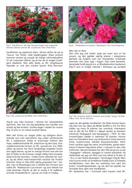 Utgave nr 2 - Den norske Rhododendronforening