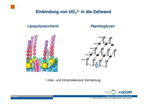 Wechselwirkungen von Actiniden mit BiomolekÃ¼len - GWZ Dresden