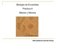 Mitosis y Meiosis 8.pdf - biblioteca upibi