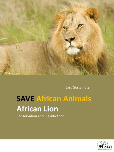 African Lion - SAVE Wildlife Conservation Fund