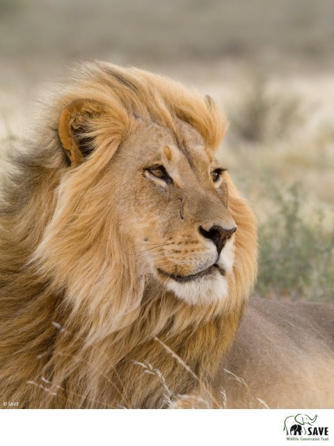 African Lion - SAVE Wildlife Conservation Fund