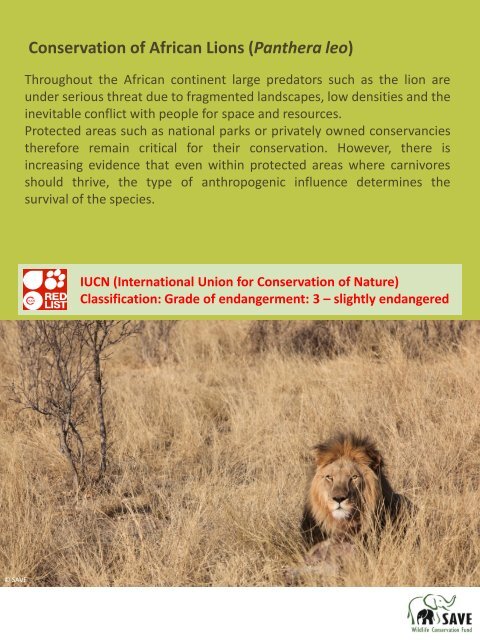 African Lion - SAVE Wildlife Conservation Fund