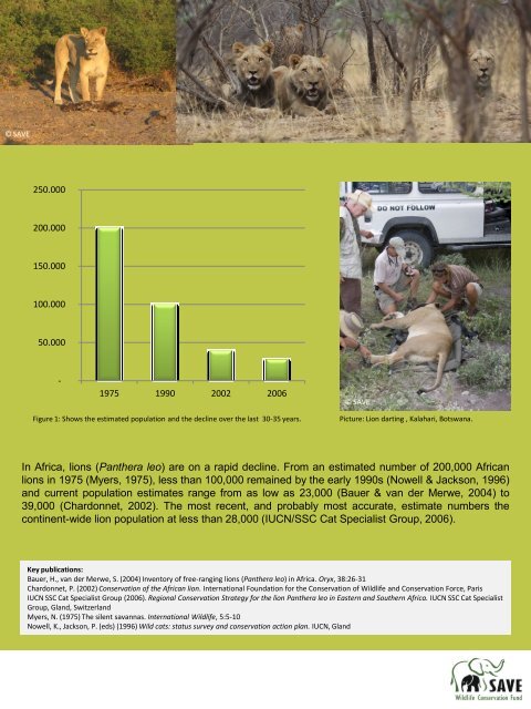 African Lion - SAVE Wildlife Conservation Fund