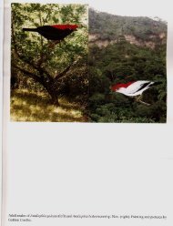 PDF da revista completa - Sociedade Brasileira de Ornitologia