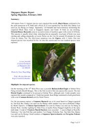 Singapore Raptor Report, February 2010 by Tan Gim Cheong