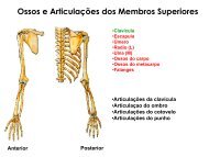 Ossos e ArticulaÃ§Ãµes dos Membros Superiores