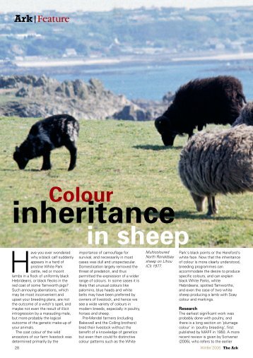 Colour Inheritance in Sheep - Rare Breeds Survival Trust