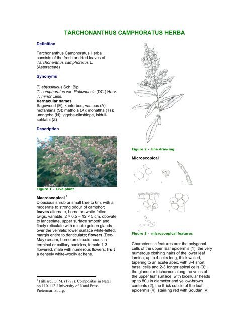 TARCHONANTHUS CAMPHORATUS HERBA - PlantZAfrica