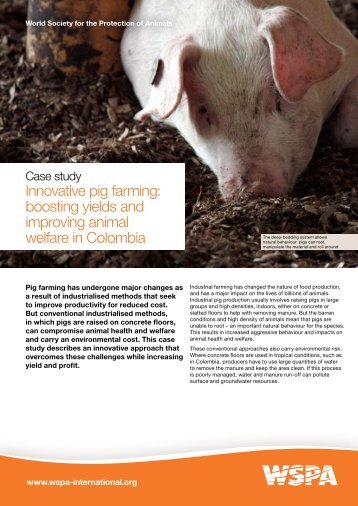 Innovative pig farming: boosting yields and improving ... - WSPA