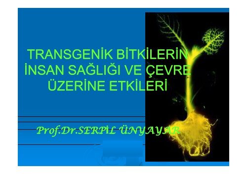 transgenik bitkilerin insan saÄlÄ±ÄÄ± ve Ã§evre Ã¼zerine etkileri