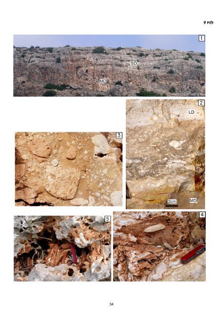 ×××××××××× ×©× ×××¨×× ×××××¨×× ××××§× × - Geological Survey of Israel - ××××× ...