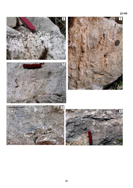 ×××××××××× ×©× ×××¨×× ×××××¨×× ××××§× × - Geological Survey of Israel - ××××× ...