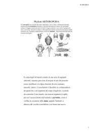 Trilobiti - UniversitÃ  dell'Insubria