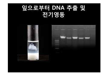 ìì¼ë¡ë¶í° DNA ì¶ì¶ ë° ì ê¸°ìë - Amborella.net