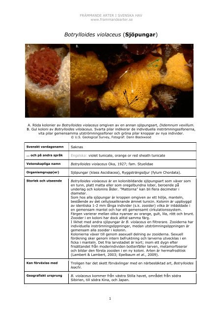 Botrylloides violaceus (SjÃ¶pungar) - FrÃ¤mmande arter i svenska hav