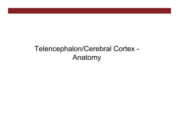 Telencephalon/Cerebral Cortex - Anatomy