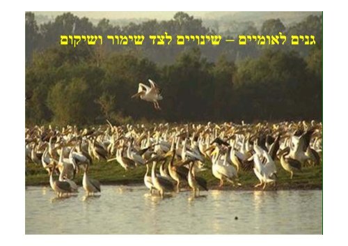 : ×× ×× ×××××× ×××©×¨×× ×©××§×××× ××××©×§ ×××ª×× ×× - ×¨×©××ª ××××¢ ×××× ××