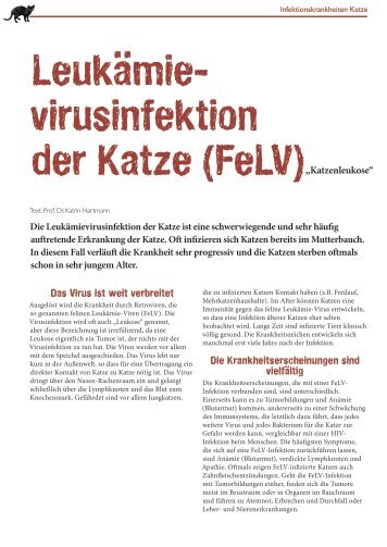 FeLV Infektion - Medizinische Kleintierklinik - LMU München