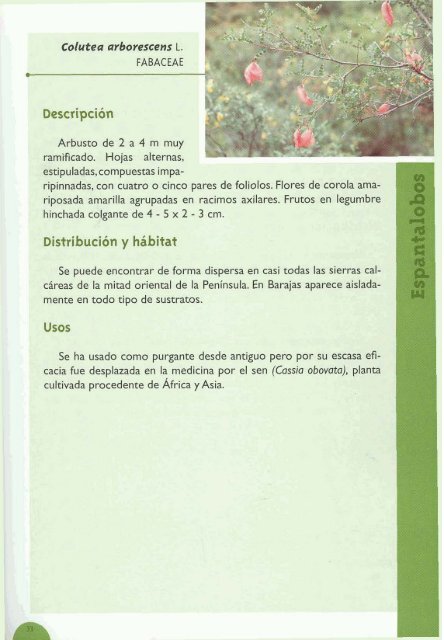 Plantas silvestres de Barajas de Melo - aitorgaston.com