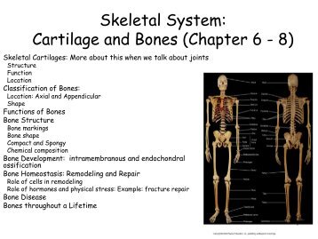 Skeletal System: Cartilage and Bones (Chapter 6 - 8)