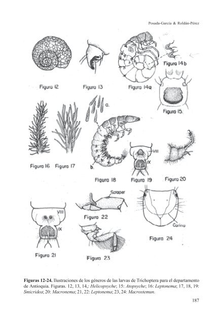 clave ilustrada y diversidad de las larvas de trichoptera