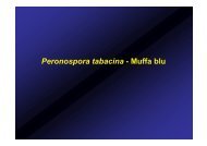 Peronospora tabacina - Muffa blu