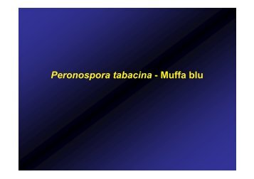 Peronospora tabacina - Muffa blu