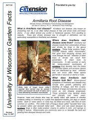 Armillaria Root Disease - Wisconsin Horticulture - University of ...