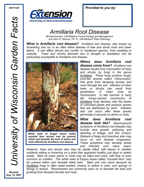 Armillaria Root Disease - Wisconsin Horticulture - University of ...