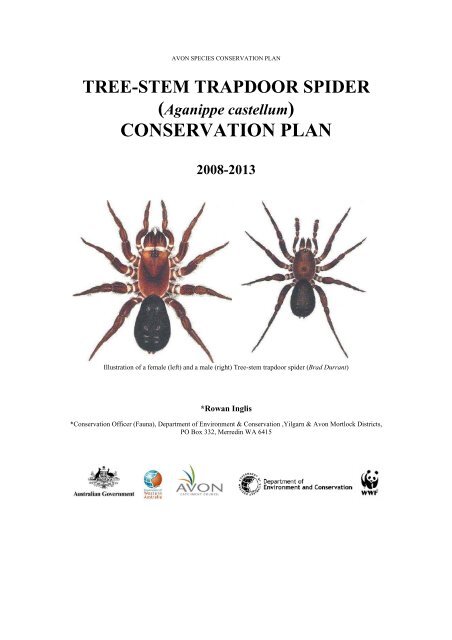 Fires, floods, now funnel-web spiders: Australia facing arachnid