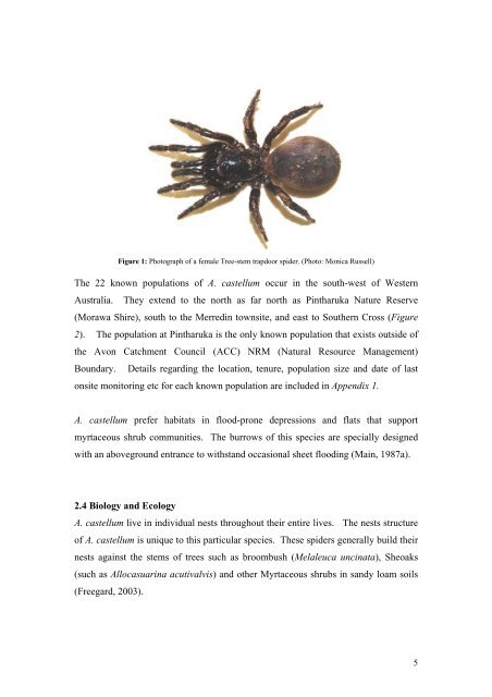 Tree-Stem Trapdoor Spider (Aganippe castellum) - Wheatbelt NRM