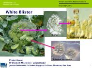White Blister