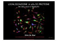 Localizzazione delle proteine in situ 1Â°parte - CusMiBio