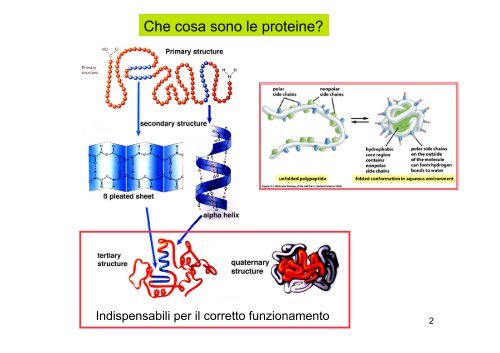 Localizzazione delle proteine in situ 1Â°parte - CusMiBio