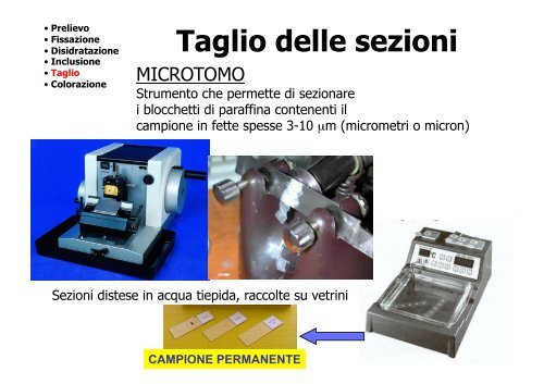 Localizzazione delle proteine in situ 1Â°parte - CusMiBio