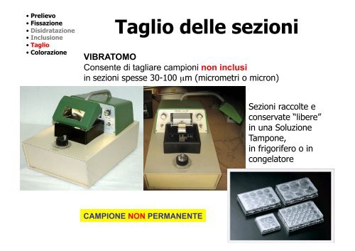 Localizzazione delle proteine in situ 1Â°parte - CusMiBio