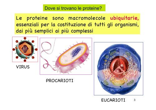 Localizzazione delle proteine in situ 1Â°parte - CusMiBio